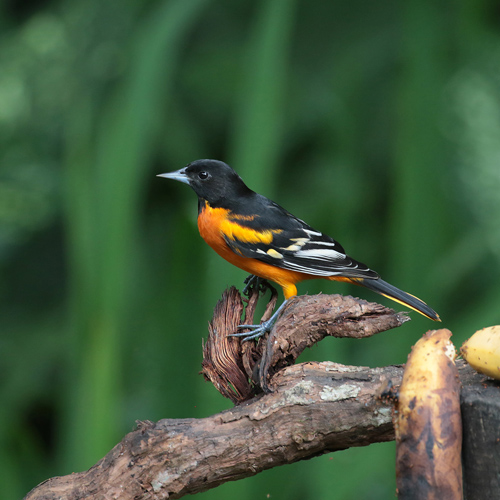 Male Baltimore Oriole